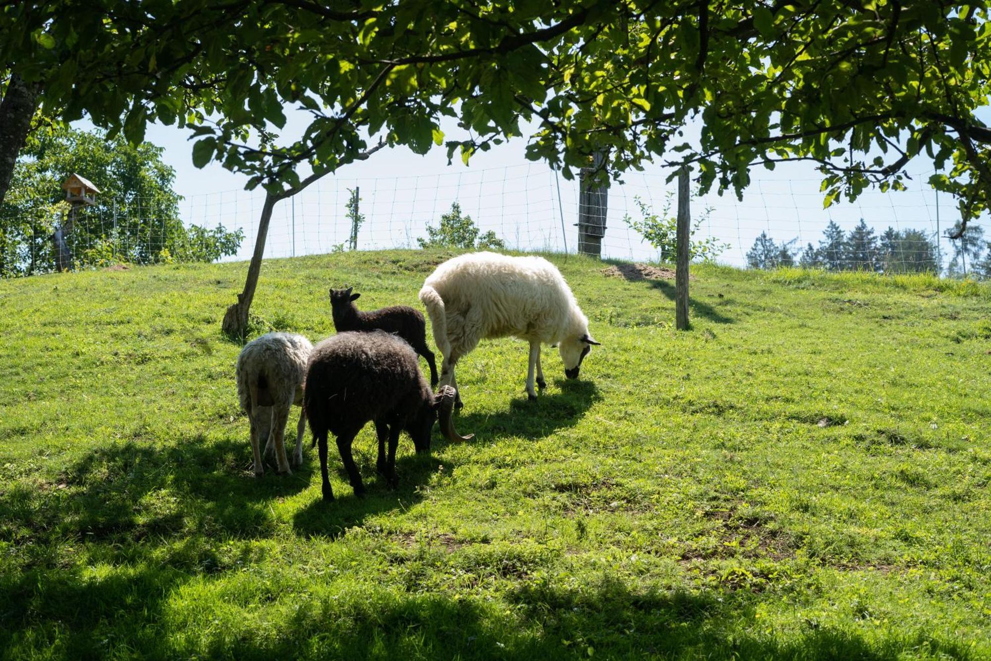 Horse Farm Holiday Pr' Kolenc Zgornje Gorje Εξωτερικό φωτογραφία